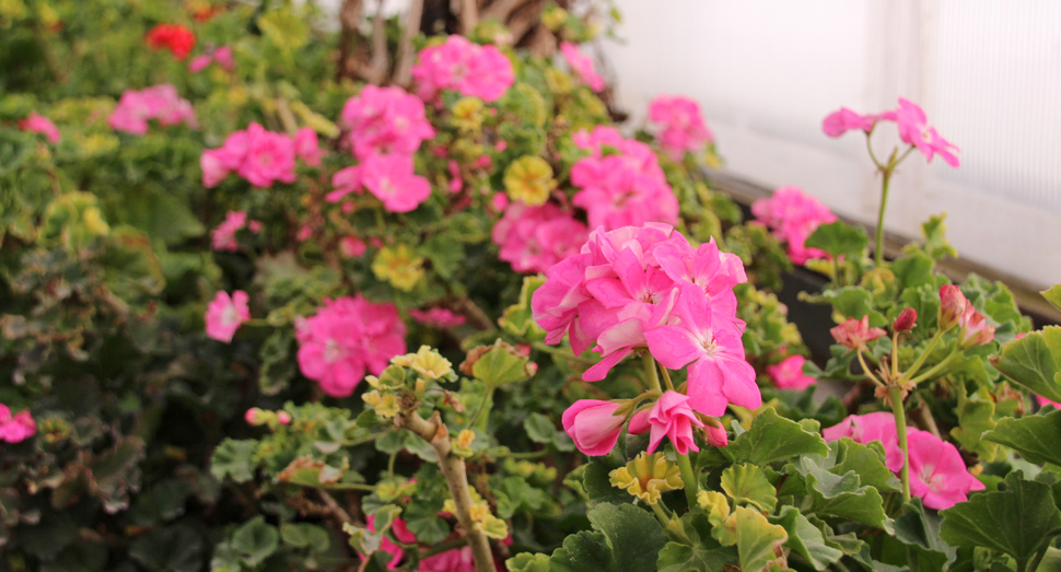 ラベンダーとともに温室を彩るゼラニウム