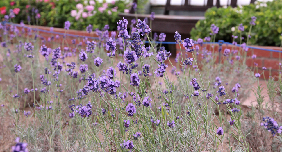 外は冷え込みますが、温室内では濃紫早咲が開花中です