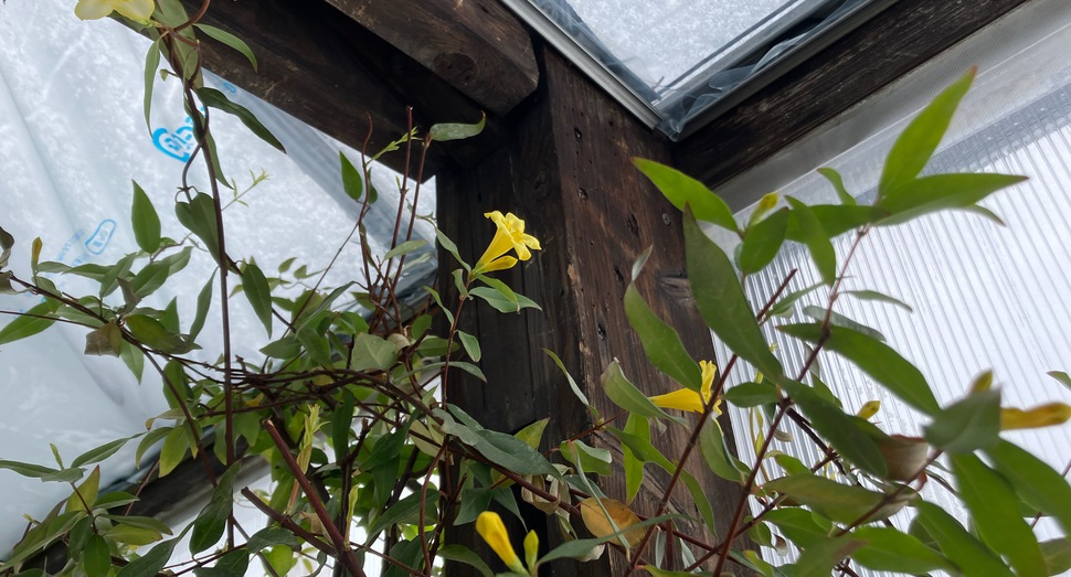 カロライナジャスミン