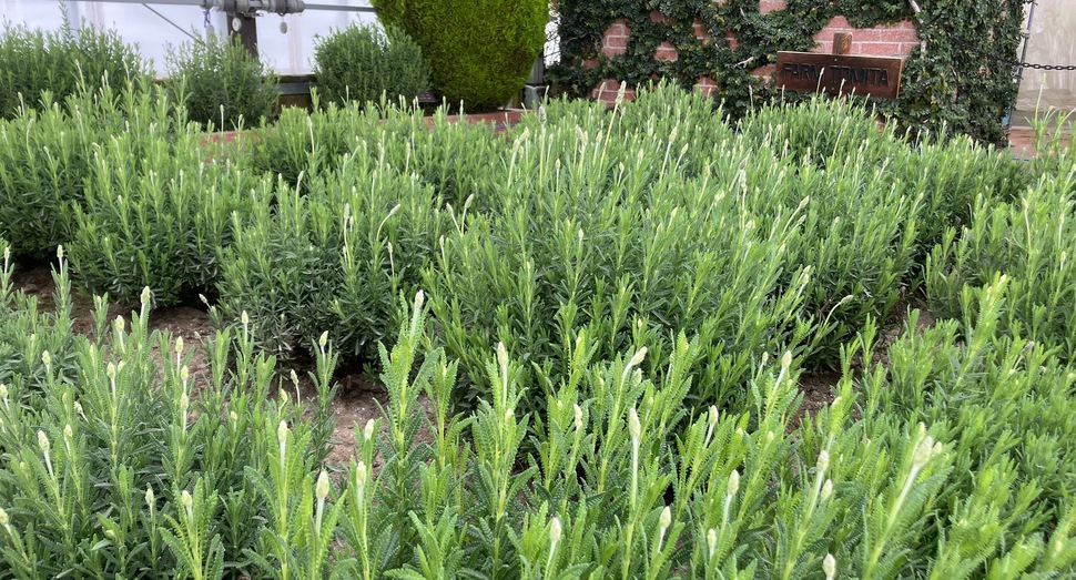 グリーンハウス