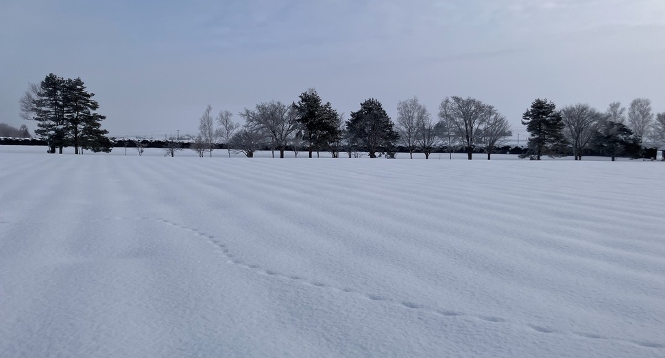 あちらこちらに足跡があります