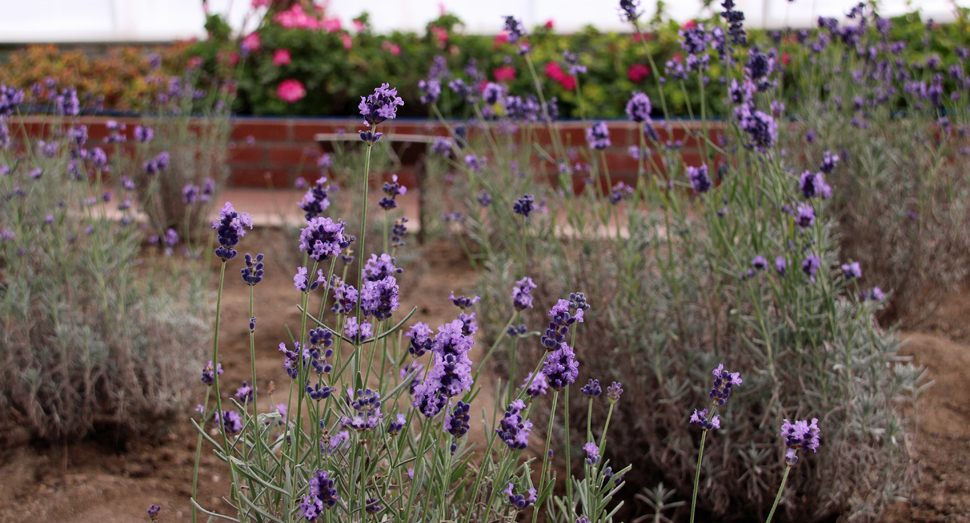 ラベンダー濃紫早咲が温室でご覧になれます