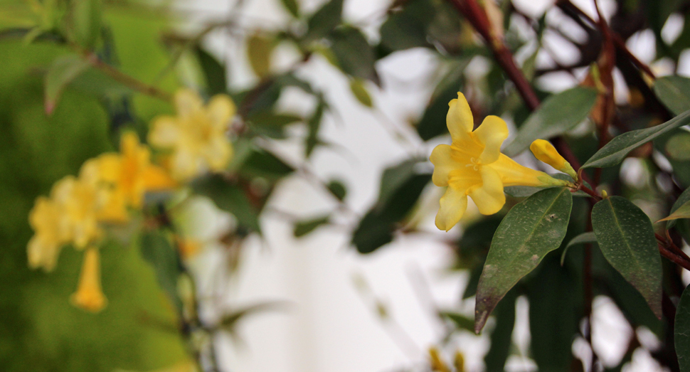 温室のカロライナジャスミン