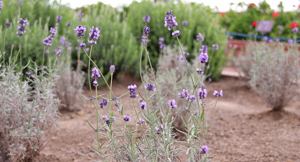ラベンダーが小さな花を咲かせています