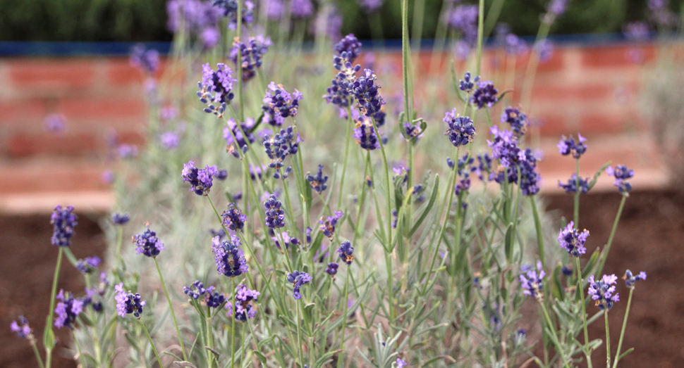温室で開花中の濃紫早咲