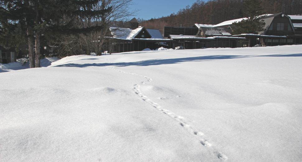 動物が散歩に来ていたようです