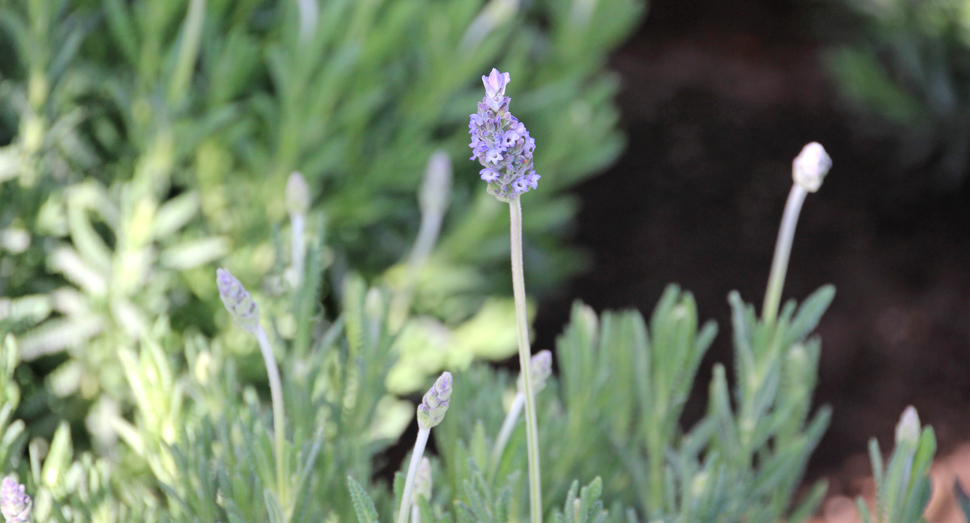 デンタータラベンダーが少しずつ咲き始めました(温室)