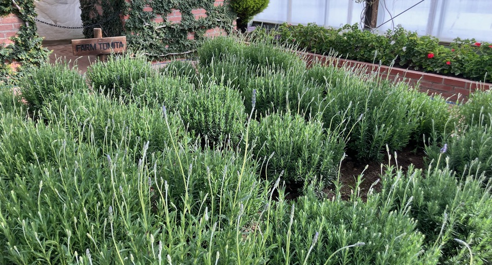 グリーンハウス