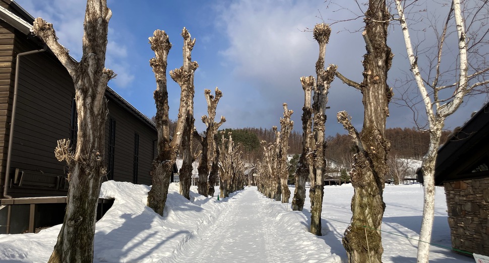 雪解けが進むポプラ並木