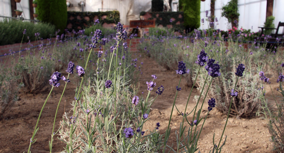 外はまだ雪景色ですが、温室ではラベンダーをご覧いただけます
