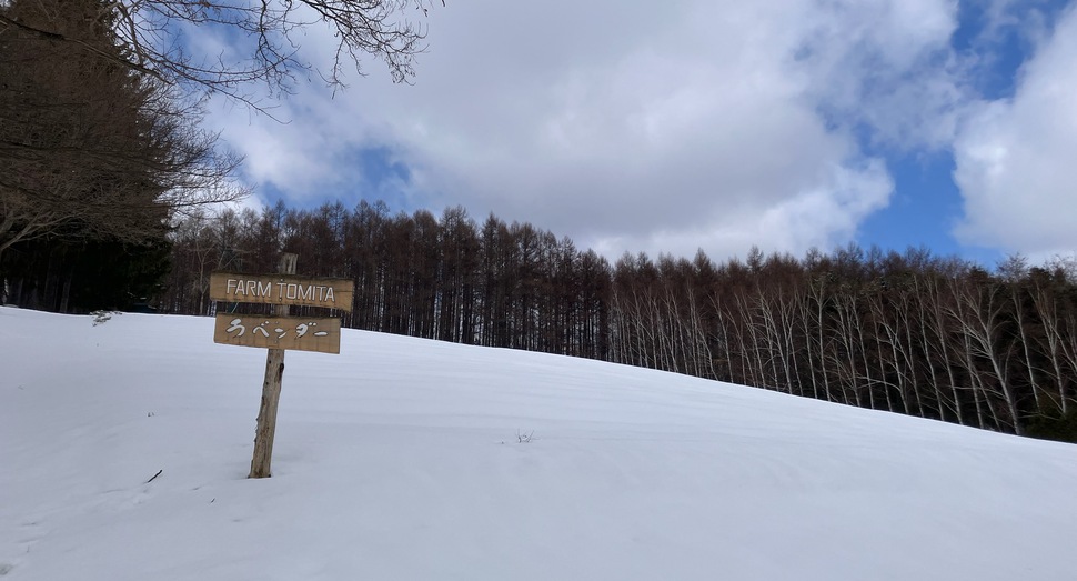 トラディショナルラベンダー畑