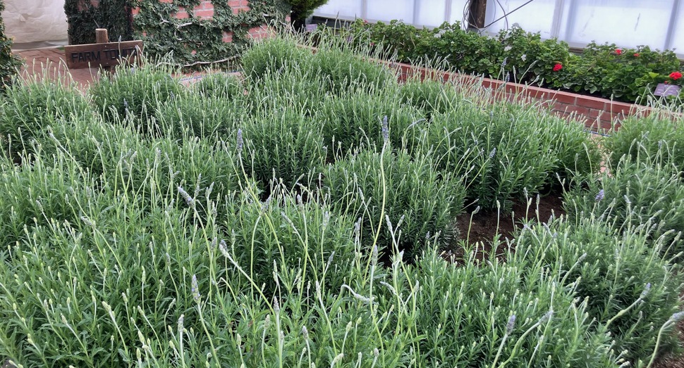 グリーンハウス「デンタータラベンダー」