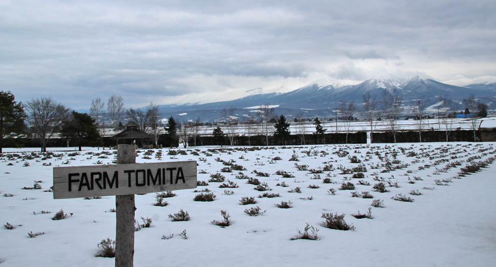 雪解けが進んでラベンダーの株が見え始めています