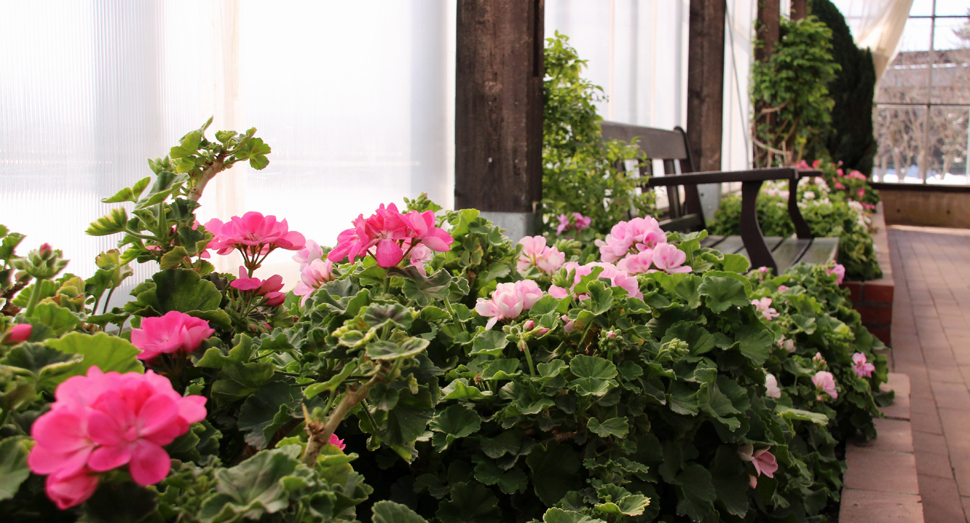 温室の色鮮やかなゼラニウム