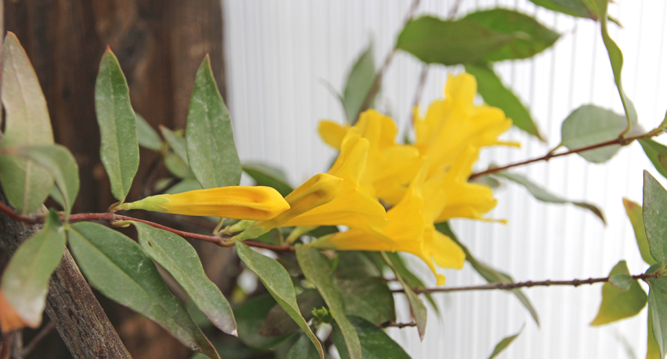 あざやかな黄色が目を惹くカロライナジャスミン