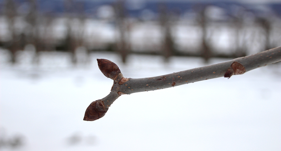春を待つベニバナトチノキの冬芽