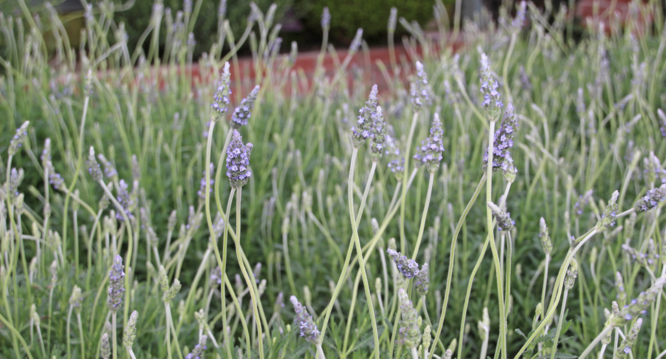 淡く優しい色のデンタータラベンダー