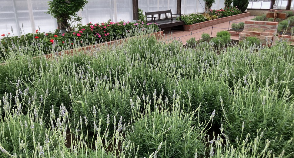 グリーンハウス内の花々