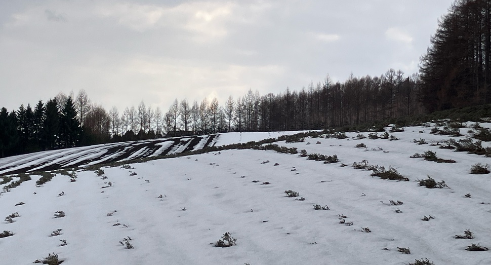 雪解けが進んでいる「彩リの畑」