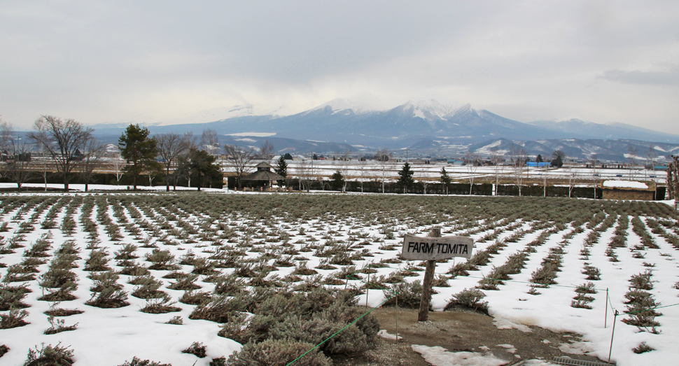 雪どけが進み、ラベンダーが少しずつ顔を出しています(倖の畑)