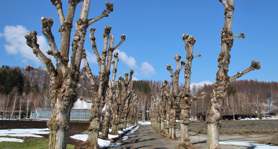 ポプラ並木も雪が解けて歩きやすいです