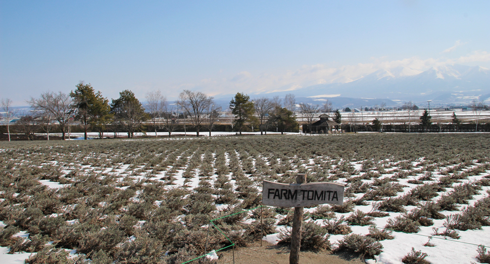 大部分のラベンダーが見えてきました