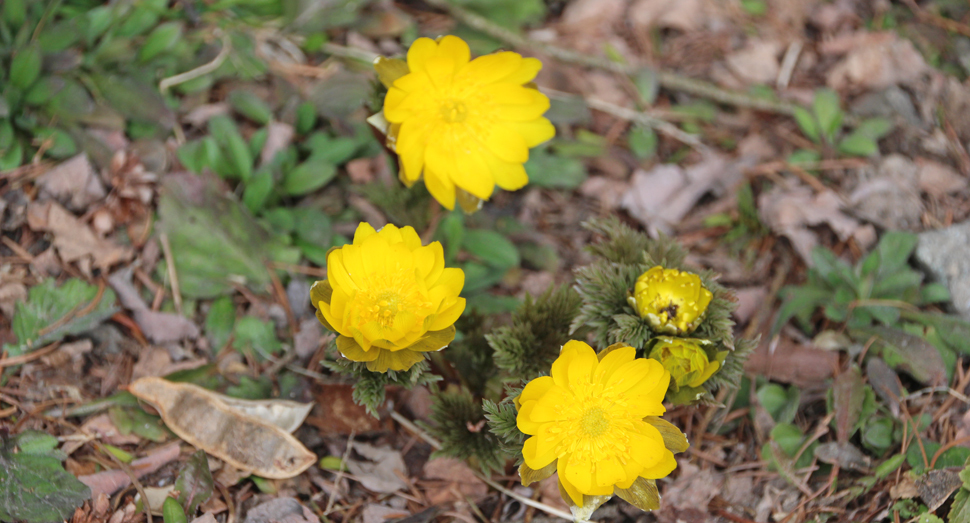 明るい色で春の訪れを告げてくれる福寿草