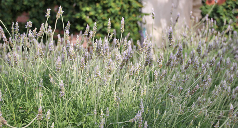 温室でのびのびと育つデンタータラベンダー