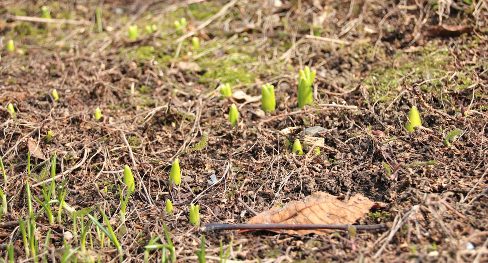 足元を見ると小さな芽がたくさん出ています