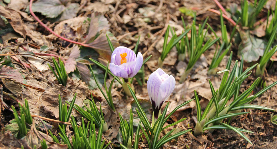 小さくて可愛らしいクロッカスが咲いています