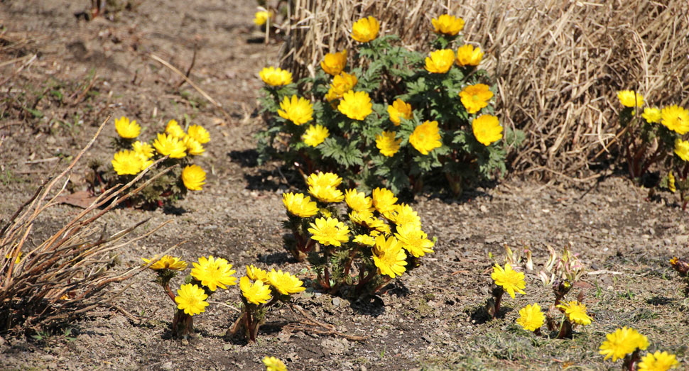 暖かくなり、開花している福寿草が増えました
