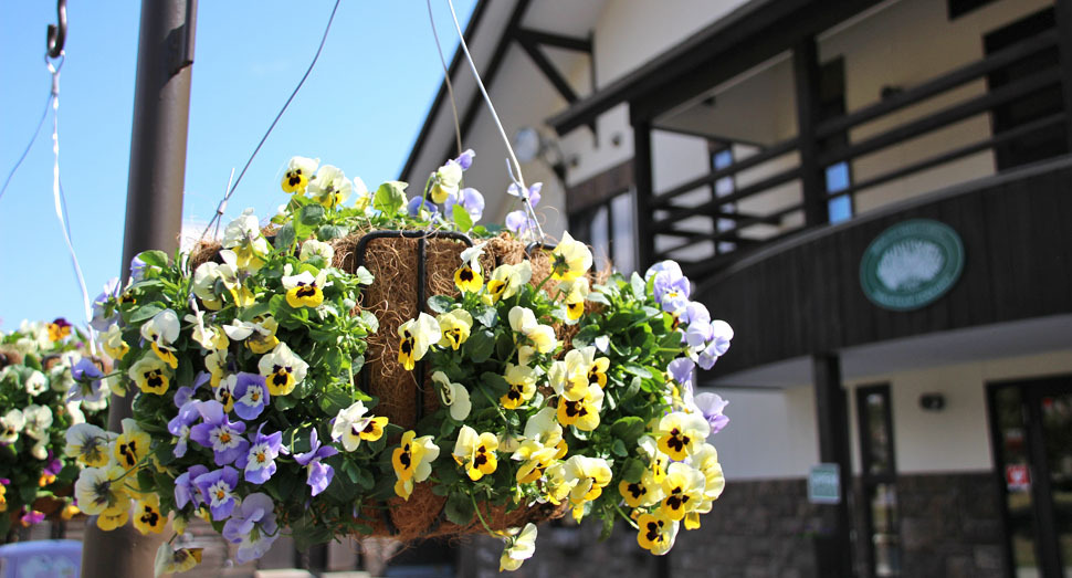 花人の舎の前をハンギングが彩っています