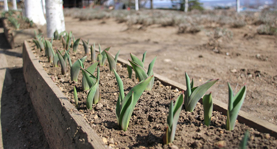チューリップたちが全身で日光を浴びています