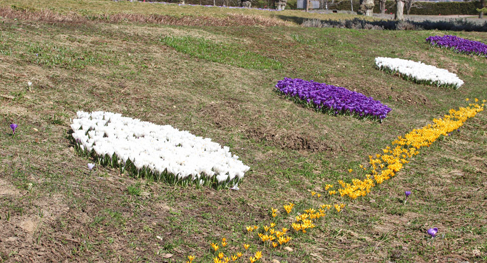 花人の舎の前で円形に咲くクロッカス