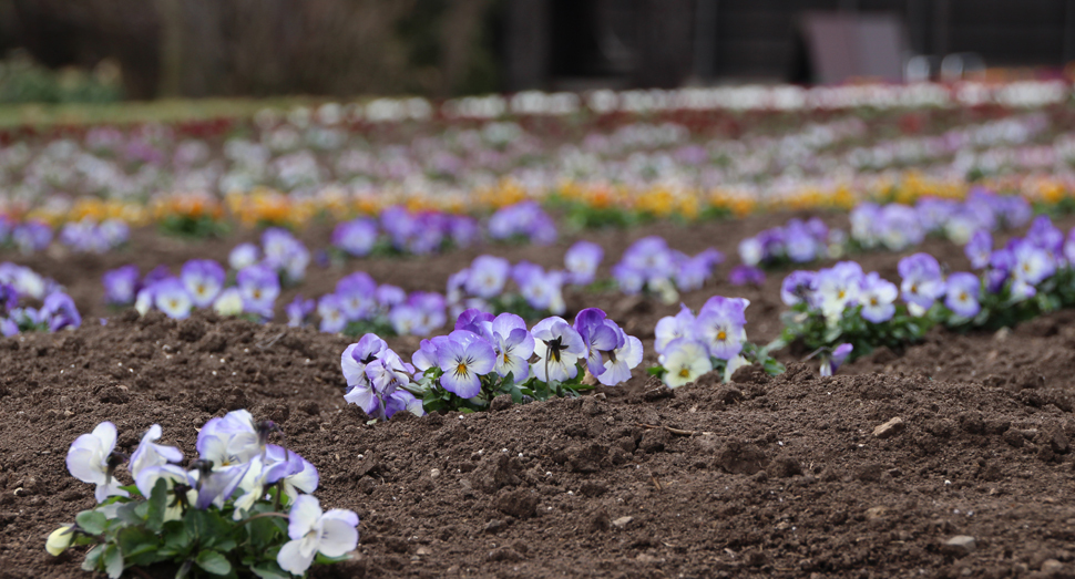 花人の舎前に咲くビオラ