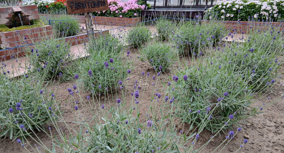 グリーンハウス