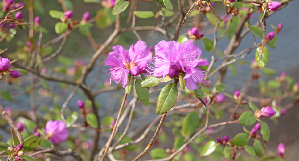 エゾムラサキツツジが咲き始めました