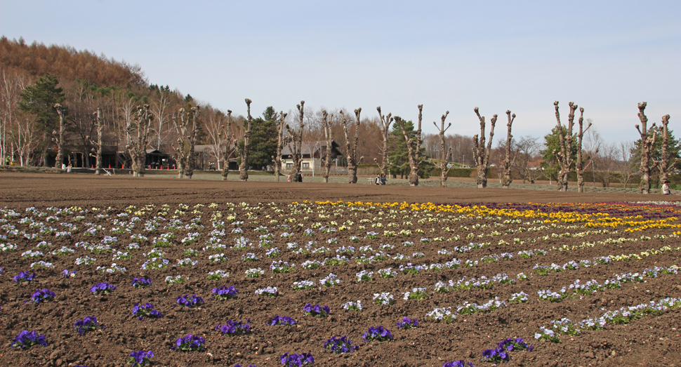 成長が楽しみな色とりどりのビオラ