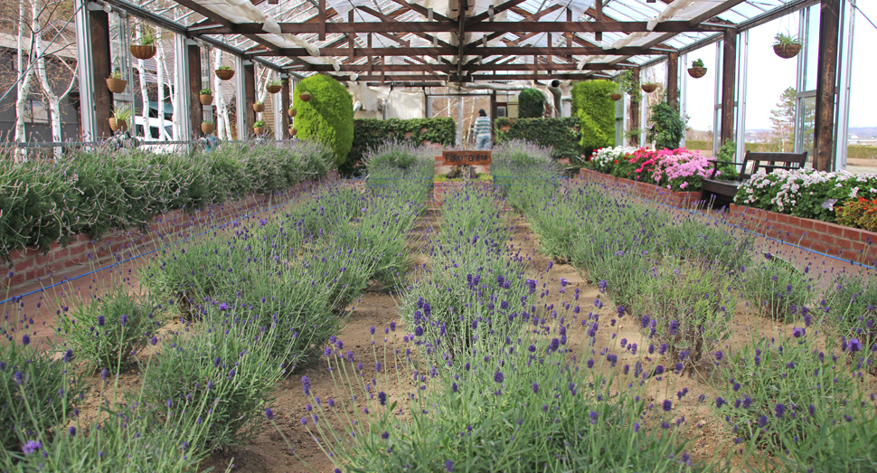 温室ではラベンダーやゼラニウムがお待ちしています