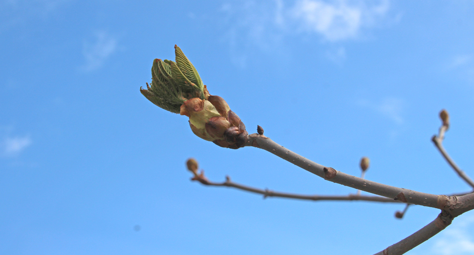 ベニバナトチノキの新芽が伸びてきました