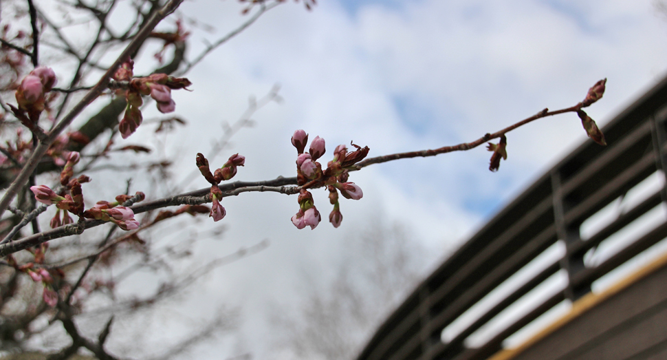 倖の小路のエゾヤマザクラも蕾が膨らんでいます