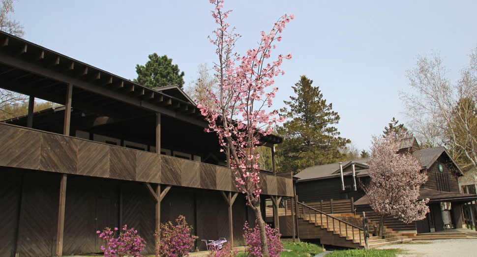 ポプリの舎の桜が枝いっぱいに花を咲かせています