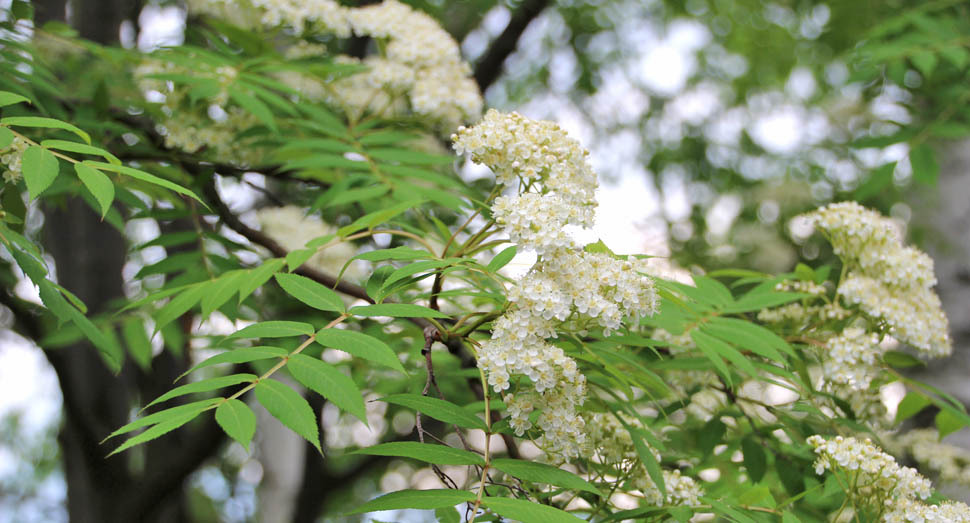 ナナカマドの花が咲きました