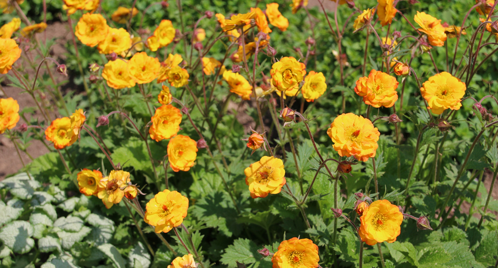 黄色に輝くゲウムの花(花人ガーデン)