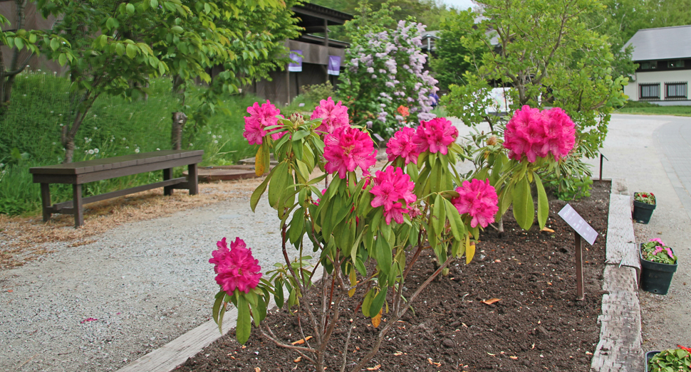 花畑以外でも花々との出会いがあります