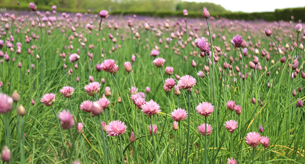 春の彩りの畑のチャイブが続々と開花しています