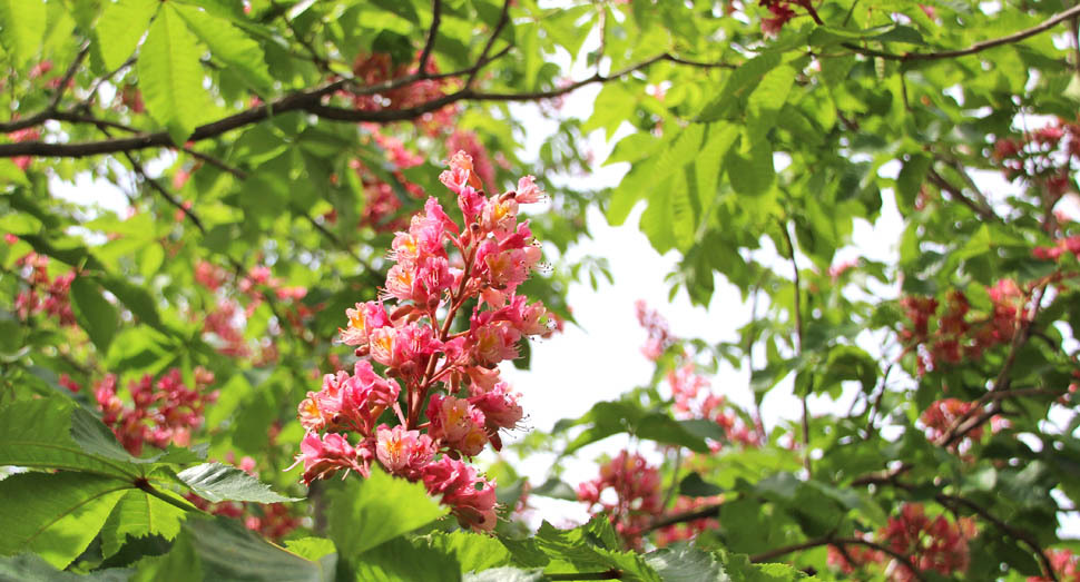 ベニバナトチノキの花も開花中です