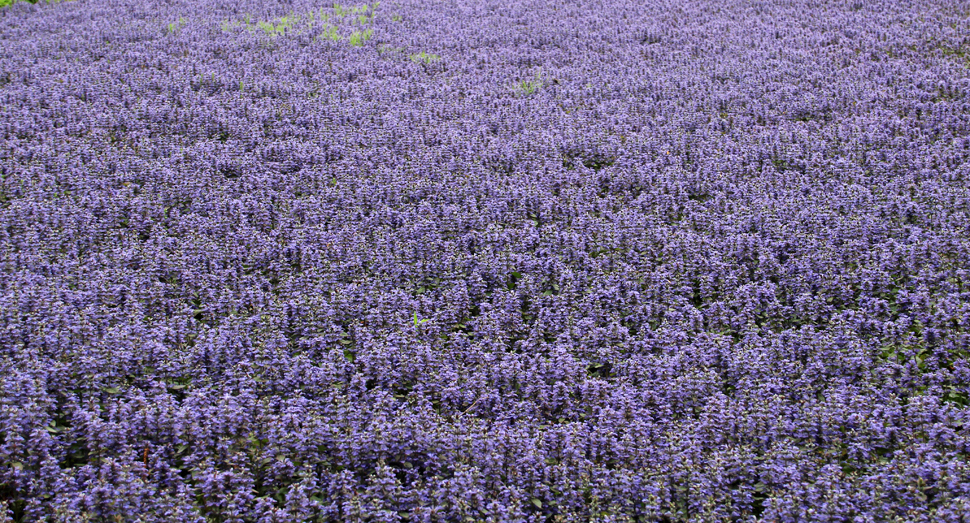 春の彩りの畑で見頃のチャイブの花