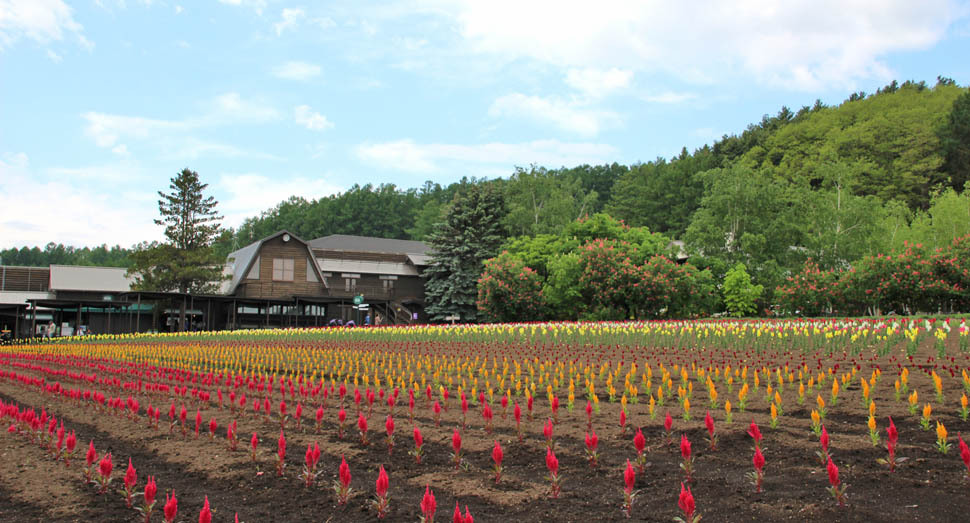 花人の畑の花々が少しづつ大きくなっています