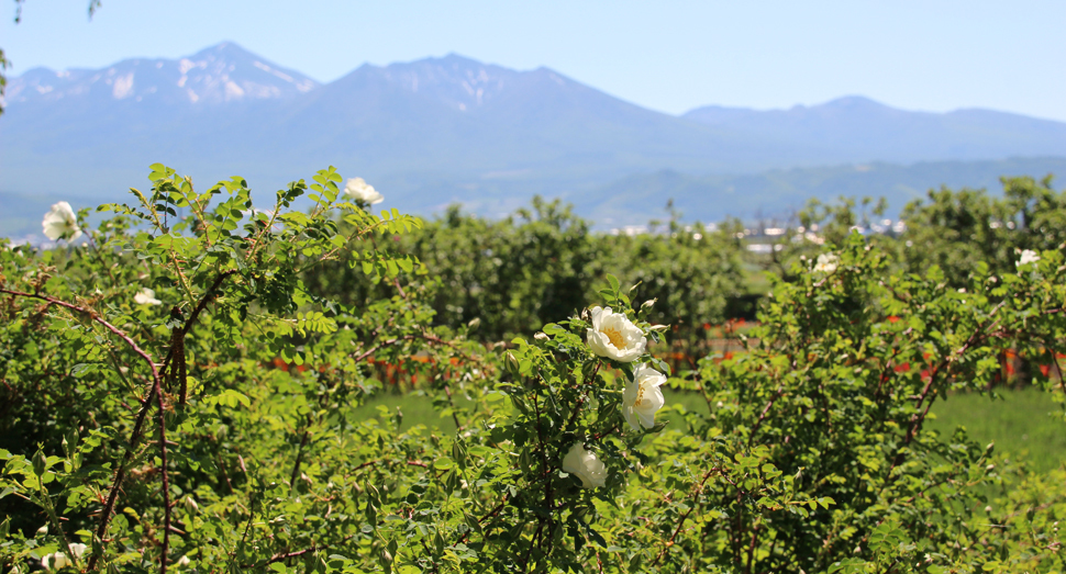 ハマナスの白花が咲き始めました